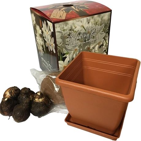 Quaint Paperwhite Growing Kit, Includes 5 Paperwhite Bulbs, a Plastic Pot and Sa