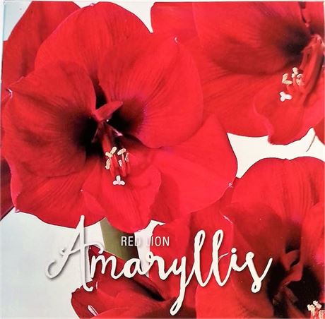 True Value Amaryllis Lion Bulb Kit, Red