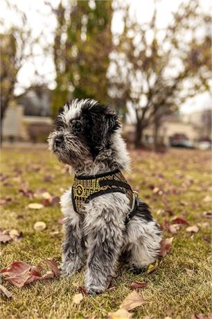 Breathable X-Small Dog Harness and Leash