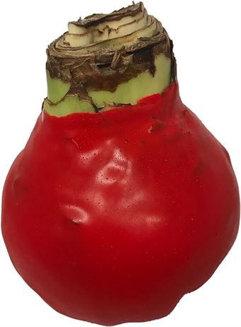Daylily Nursery Red Waxed Minerva Amaryllis Bulb 36/38